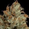 Bubba Kush THC 15%
