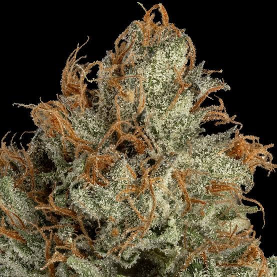 Bubba Kush THC 15%