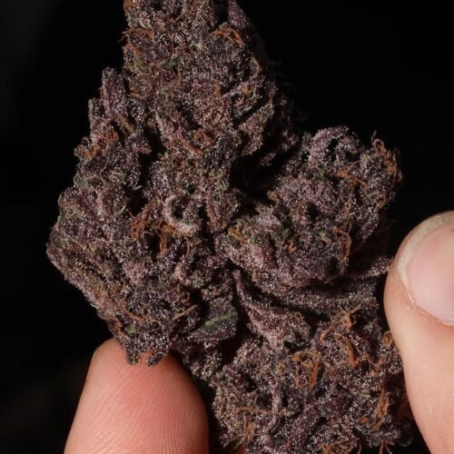 rapuy5mjej321 Grand Daddy purple Kush